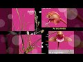 신비롭고 다양한 미니어처 난초 자료 모음전 2편 a collection of mysterious and diverse miniature orchids