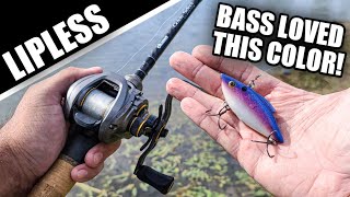 Best Color Crankbait That NOBODY Throws (Fall Bank Fishing)