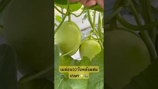 พามาดูเมล่อนหลังผสมเกษร 10 วันเป็นอย่างไร⁉️ #แตงโม #เมล่อน #fruit #เกษตรผสมผสาน #เกษตรอินทรีย์