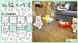 【孤貓工作室】之第二次直播－九孤貓陪著你每一天(貓樂無窮)