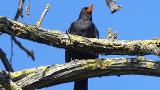 Amsel Gesang ☀️ Waldgeräusche mit Vögel zur Entspannung ☀️ Vögel singen im Frühling