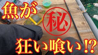 魚が狂ったように喰いまくるエサで入れ喰いを味わいました！【海上釣堀】