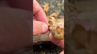 Parasites Eaten by Sea Chickens #shorts