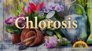 Chlorosis – Garden Glossary