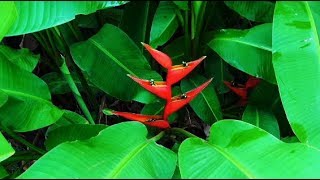 Heliconias in my garden in Laos