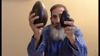Brogden avocado vs. Dupuis avocado