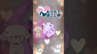 ミルクちゃんの動画です✨✨