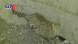 Cheetah Falls Into A Well At Alirajpur | Madhya Pradesh | TV5 News