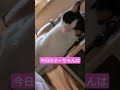 猫界イチの気まぐれツンデレお嬢様❤️それがミケ🤣 cat ねこ 保護猫 猫のいる暮らし ミーちゃん