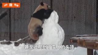 火了！多伦多大熊猫玩雪人