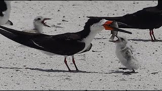 BLACK SKIMMER PARENTS FEEDING AND PROTECTING BABIES