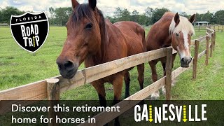 Take a trip to the 'Retirement Farm For Horses' in Alachua Florida!