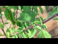 tulsi holy basil plant full info and natural cures