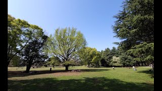 成増飛行場跡の　光が丘公園を、牛房口から歩き廻ってみると