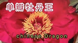 青石话牡丹芍药。单瓣牡丹花值得拥有吗？Tree Peony Single