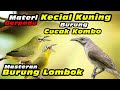 Masteran Kecial Kuning Paduan Burung Kecial Kombo #kecialkuninggacor #kecialkombok #kecialngejos