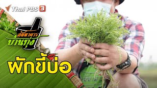 ผักขี้บ่อ : ภัตตาคารบ้านทุ่ง (1 พ.ค. 64)