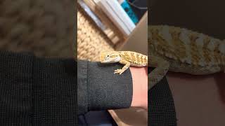 【ローソンアゴヒゲトカゲ】途中何をぺろっとしたの？#shorts#beardeddragon