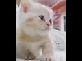 kucing lucu dan gemas bikin tertawa harimu