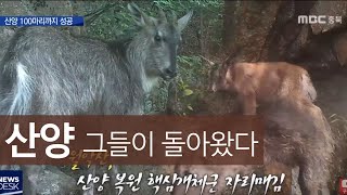 월악산 산양 100마리 서식 확인ㅣMBC충북NEWS