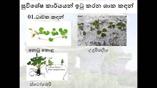 8 3 ශාක කදන්