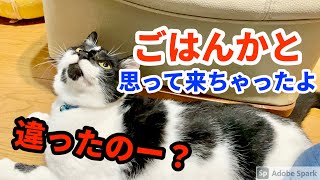 【猫動画】猫に遊びを誘ってみたけど、ごはんだと勘違いしてやってきた時の表情が何とも言えない【iPhone12Proで撮影】