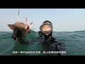 阿鋒獨闖漁村“禁地”龍礁，潛入海底發現大魚窩，被大魚不斷挑釁【探海漁人】