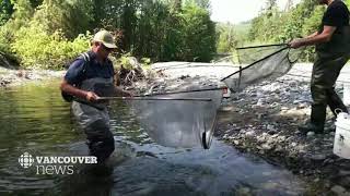 A unique rescue mission to save salmon fry in B.C.