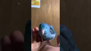 手乗り毛づくろいインコ　マメルリハ氏