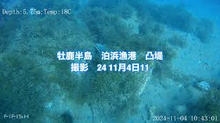 【釣り】 【宮城】 24 11月4日11 【泊浜漁港】中央凸提付近撮影  ＃牡鹿半島  #underwaterdrone ＃fishing #drone  ＃女川港  【水中映像】 【水中ドローン】