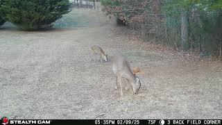 02-09-25 535 01pm Deer Busy in the Back Field Eating. #wildlife #deer #whitetaildeer