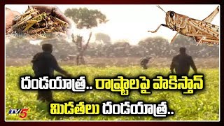 పాకిస్తాన్ మిడతలు దండయాత్ర: Locust Attack | India | TV5 News