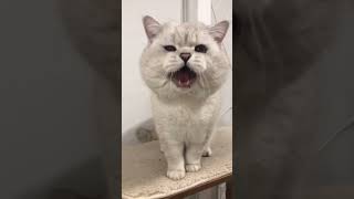 Cat sound to attract cats. Type 2. 🙀Realistic multiple loud meows!