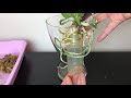 兰花 不会烂根的空心种植法 no rotten roots growing orchids