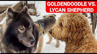 Goldendoodle VS. Lycan Shepherd