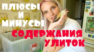 ПЛЮСЫ И МИНУСЫ СОДЕРЖАНИЯ УЛИТОК / ВСЯ ПРАВДА / УБОРКА КОНТЕЙНЕРА УЛИТОК