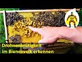 Drohnenbrütiges Bienenvolk erkennen