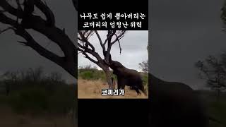 나무도 쉽게 뽑아버리는 코끼리의 엄청난 위력