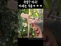 대나무로 살상무기를 죽총ㅎㄷㄷ shorts