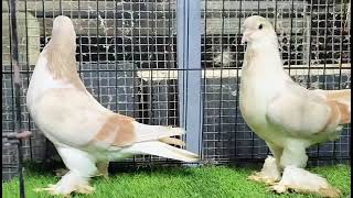 World Most Beautiful Fancy Pigeon | Hajji Mosa King | The King Of Pigeon | Kabootar(4)