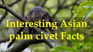 Interesting Asian palm civet Facts