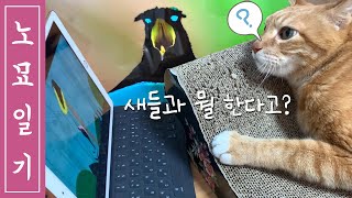 [노묘일기] 넷플릭스 \