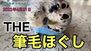 筆毛ほぐしの一部始終をご覧ください😊皮がポロポロ落ちます笑【しゃべるインコ】今日のポコちゃん🐦2022-4-21