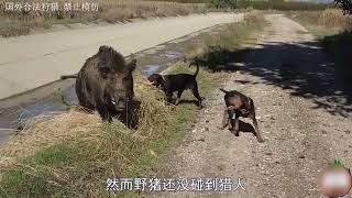 西班牙野猪泛滥成灾，猎人带领猎犬狩猎，轻松收获10头大野猪