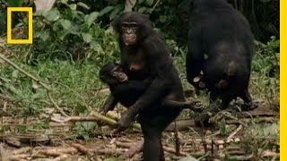 Bonobo: the Female Alpha | National Geographic