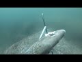 baja spearfishing a thrilling hunt for cabrillas yellow snappers and pargo