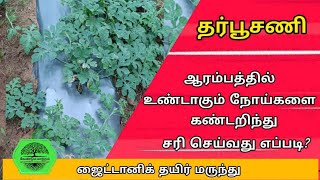 தர்பூசணியில் வாடல் \u0026 தண்டு அழுகல் சரி செய்ய முடியுமா? #watermelon #virus #solutions