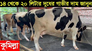 কুমিল্লা থেকে একদামে ১৪-২০ লিটার দুধের গাভী কিনুন ও গাভীর দাম জানুন cow price 2023