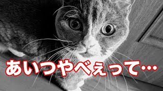 スコティッシュフォールドをお風呂に入れるとキレやすくなる【Scottish fold】