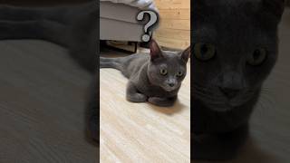 【猫】この香箱座りよく見たらなんかおかしい…#shorts #cat #猫 #猫動画